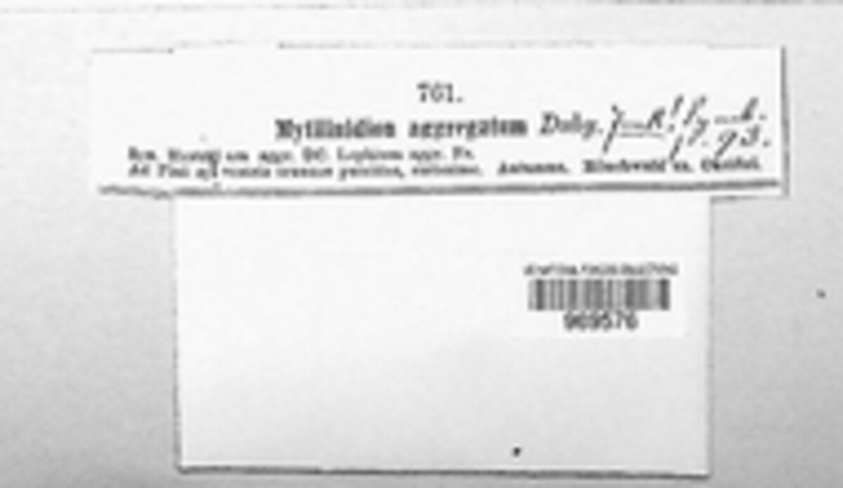 Mytilidion image